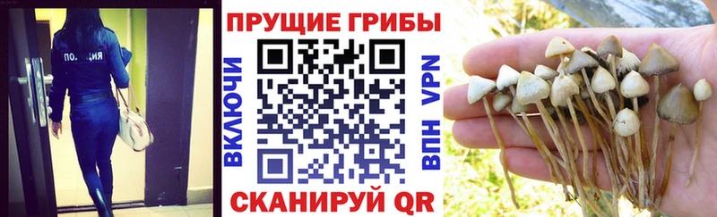 даркнет сайт  Ярославль  kraken рабочий сайт  Псилоцибиновые грибы мицелий 